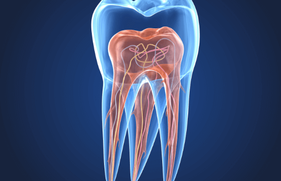 歯髄再生